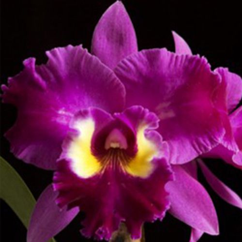 BLC. EDISTO NEW BERRY - CORTE ADULTO