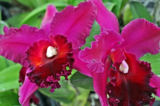 BLC OCONEE X DIGBYANA