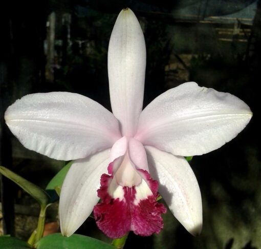 CATTLEYA INTERMEDIA VINICOLOR - MUDA DE 5 A 10CM