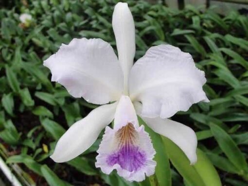 CATTLEYA LABIATA COERULEA ARDOSIA - CORTE ADULTO