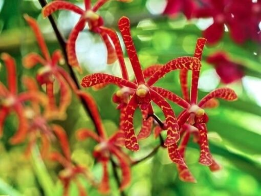 RENANTHERA COCCINEA MUDA 5 A 10 CM