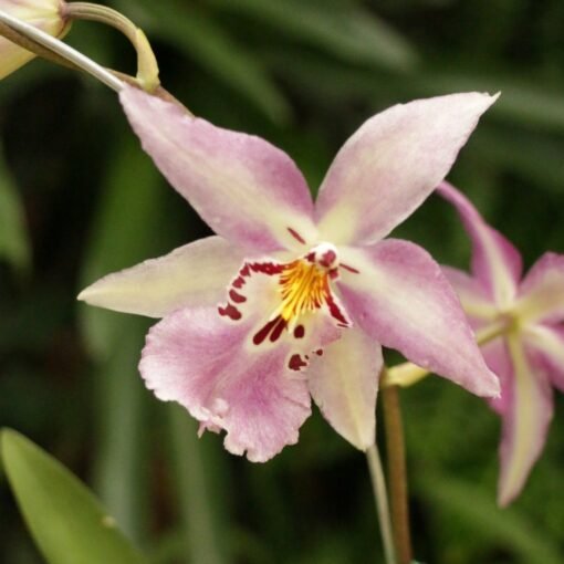 ORQUIDEA LUNAR ECLIPSE ADULTA