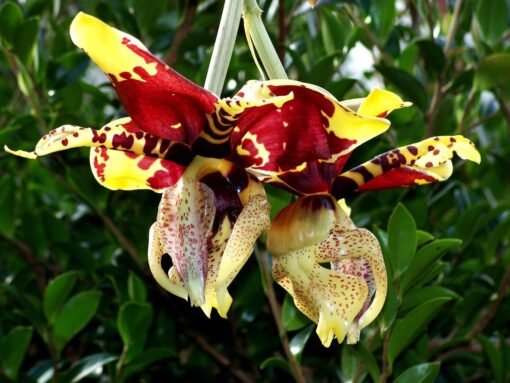 STANHOPEA (TIGRINA X INSIGNIS) X SELF  MUDA