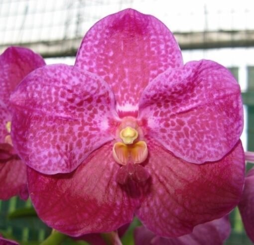 VANDA DR. ANEK DELIGHT