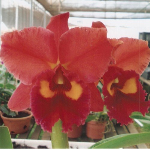 BLC EDISTO "NEW BERRY" CHUNYEAH  - CORTE ADULTO
