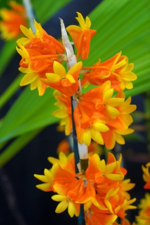 DENDROBIUM PHLOX  ADULTO