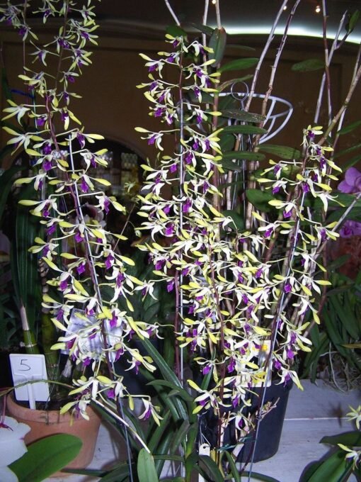 DENDROBIUM PIXIE  PRÉNCESS MUDA - Image 2