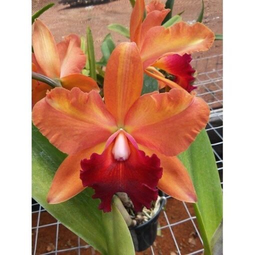 BLC TOSHIE AOKI ROBIN X BLC CHIA LIN NEW CITY ADULTA