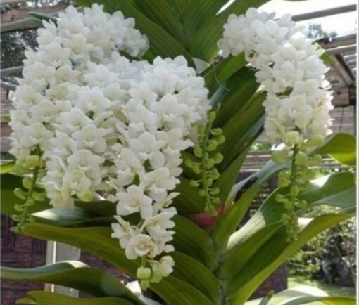 RHYNCHOSTYLIS WHITE ADULTA