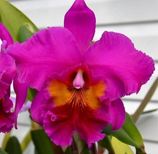 BLC. KING OF TAIWAN `SPLENDIFEROUS´ - CORTE ADULTO