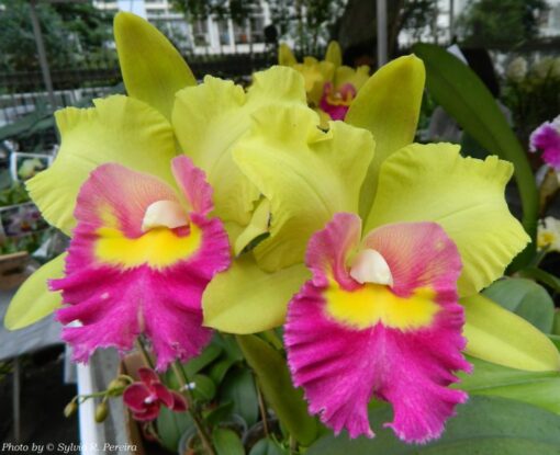 BLC. YOUNG KONG ADULTA
